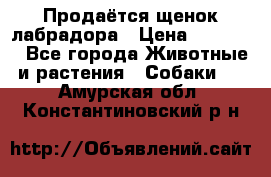 Продаётся щенок лабрадора › Цена ­ 30 000 - Все города Животные и растения » Собаки   . Амурская обл.,Константиновский р-н